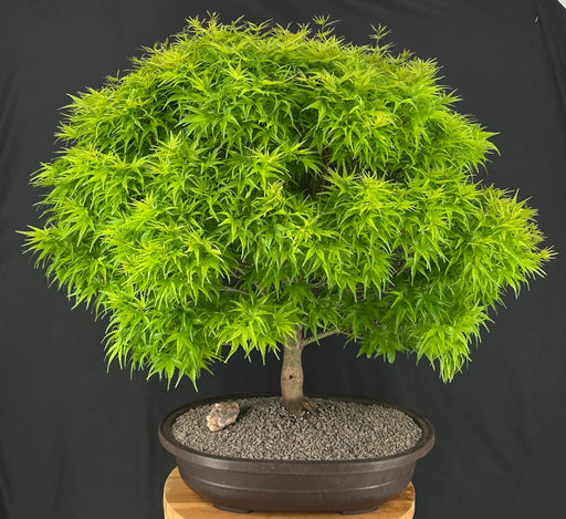 Sharp's Pygmy Dwarf Japanese Maple Bonsai Tree-(acer palmatum 'sharps pygme')