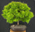 Sharp's Pygmy Dwarf Japanese Maple Bonsai Tree-(acer palmatum 'sharps pygme')