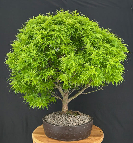 Sharp's Pygmy Dwarf Japanese Maple Bonsai Tree-(acer palmatum 'sharps pygme')