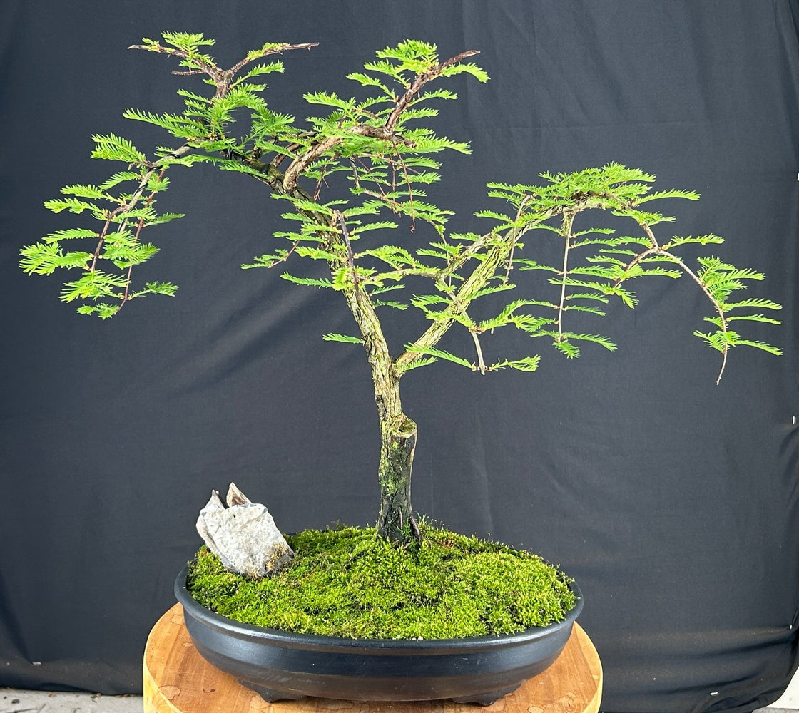 Miss Grace Weeping Dawn Redwood Bonsai Tree<br<i>(Metasequoia glyptostroboides 'Miss Grace')