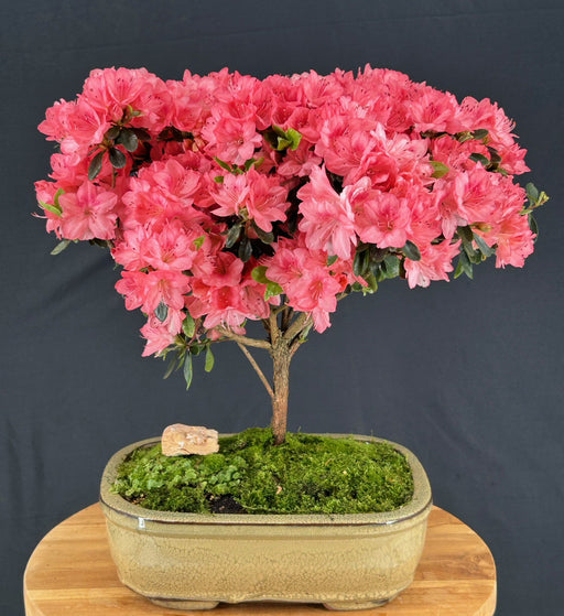 Flowering Blaauws Pink Azalea Bonsai Tree-(Rhododendron 'Blaauw's Pink')