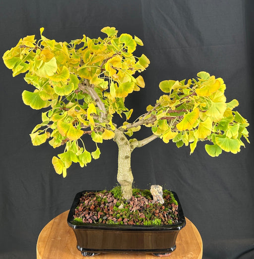 Trained Ginkgo Bonsai Tree -(Ginkgo biloba ?Mariken?)