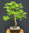 Montpellier Maple Bonsai Tree-(Acer monspessulanum)