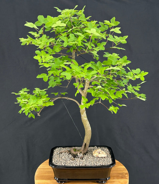 Montpellier Maple Bonsai Tree-(Acer monspessulanum)