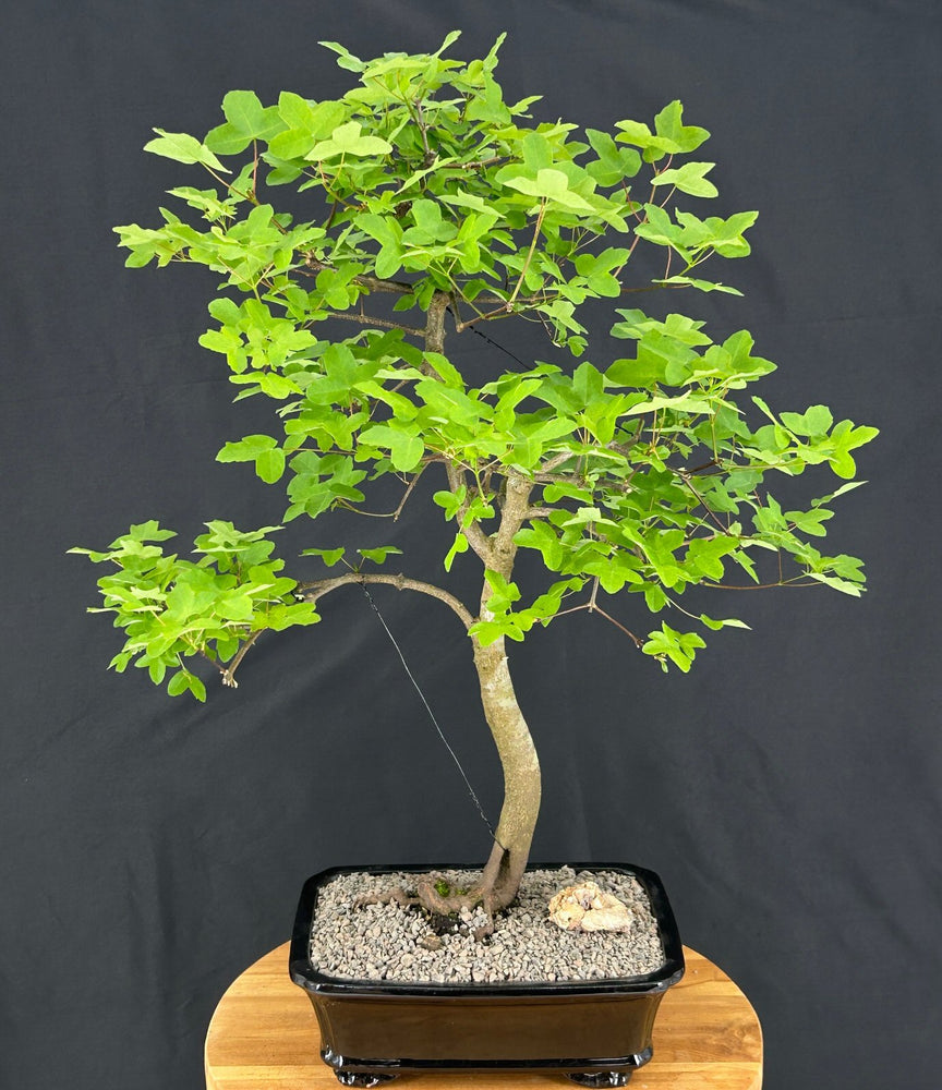 Montpellier Maple Bonsai Tree-(Acer monspessulanum)