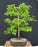 Cedar Elm Bonsai Tree-(Ulmus crassifolia)