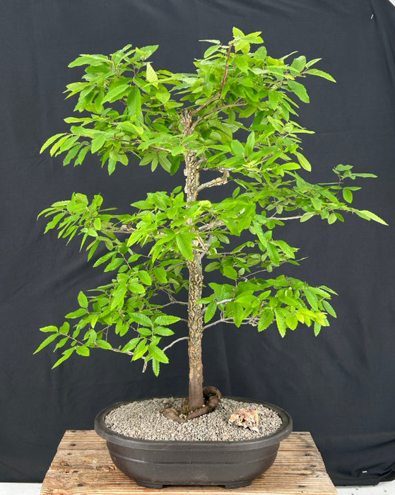 Cedar Elm Bonsai Tree-(Ulmus crassifolia)