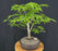 Japanese Beech Bonsai Tree - (fagus crenata)