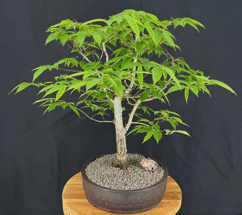 Japanese Beech Bonsai Tree - (fagus crenata)