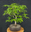 Japanese Beech Bonsai Tree - (fagus crenata)