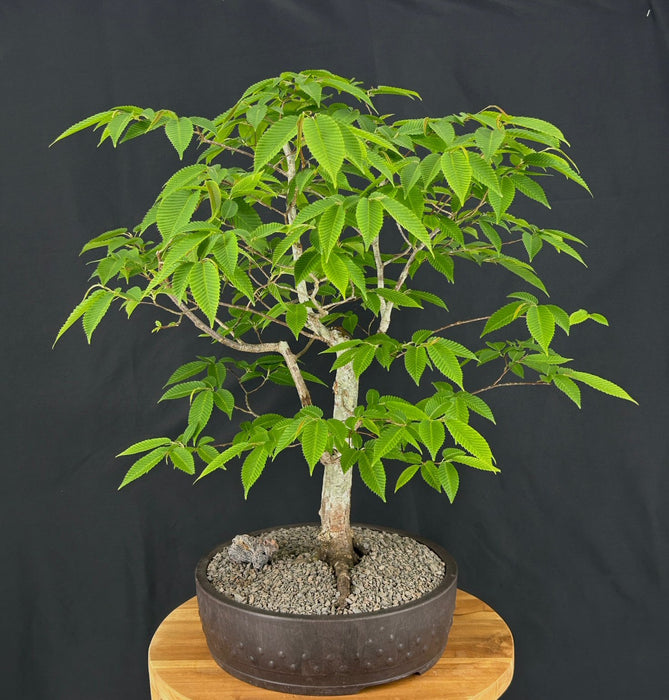 Japanese Beech Bonsai Tree - (fagus crenata)