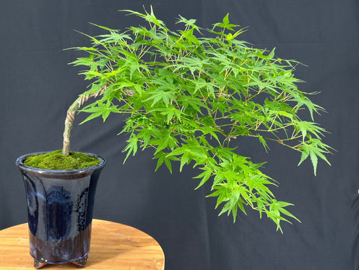 Japanese Green Maple Bonsai Tree-Semi Cascade Style -(acer palmatum)