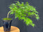 Japanese Green Maple Bonsai Tree-Semi Cascade Style -(acer palmatum)