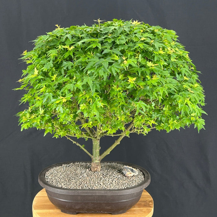 Koto Maura Japanese Maple-Acer palmatum 'Koto maru'