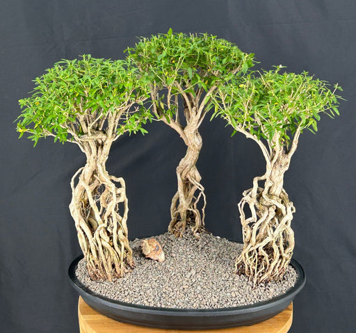 Chinese Flowering White Serissa Bonsai Tree-Three (3) Tree Forest Group with Exposed Roots-(Serissa Japonica)
