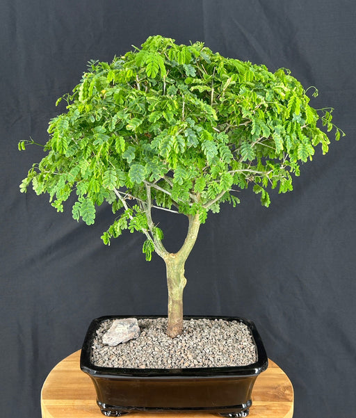 Flowering Brazilian Raintree Bonsai Tree -(pithecellobium tortum)
