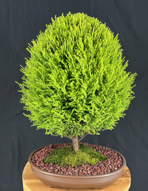 Lemon Cypress Bonsai Tree -Ball Style -(cupressus macrocarpa)