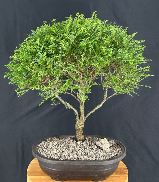 Chinese Seiju Elm Bonsai Tree-(ulmus parvifolia 'seiju')
