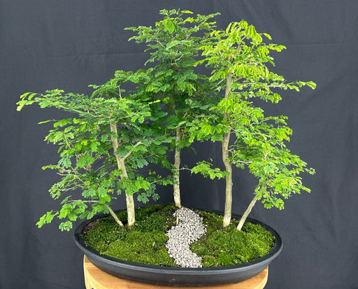 Flowering Brazilian Raintree-Three (3) Tree Forest Group-(pithecellobium tortum)