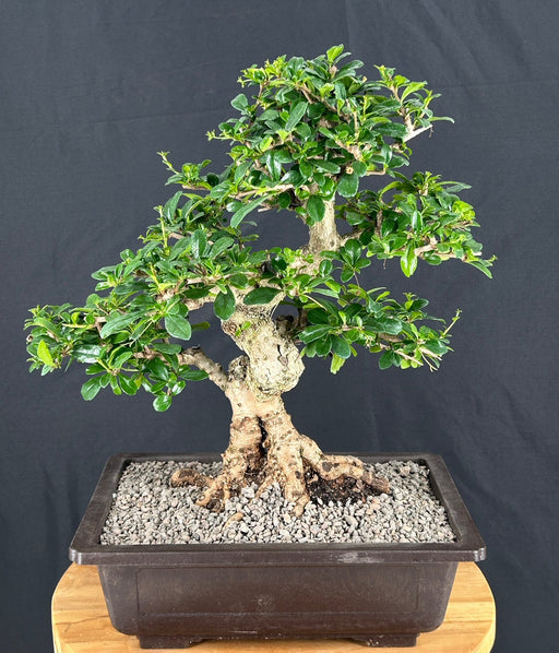 Flowering Fukien Tea Bonsai Tree-Curved Trunk Style-(ehretia microphylla)