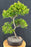 Trained Flowering Brush Cherry Bonsai Tree- (eugenia myrtifolia)