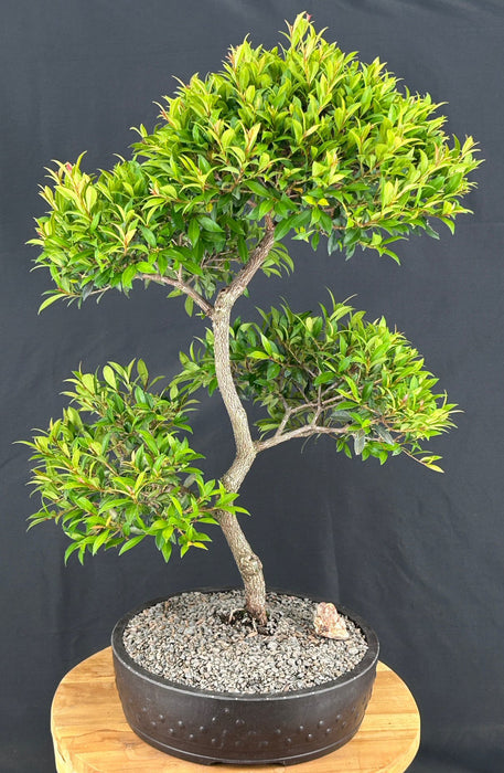 Trained Flowering Brush Cherry Bonsai Tree- (eugenia myrtifolia)