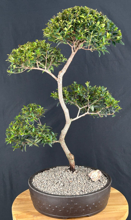 Trained Flowering Brush Cherry Bonsai Tree- (eugenia myrtifolia)