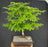 Dwarf European Beech Bonsai Tree-(Fagus sylvatica 'Sandrode')