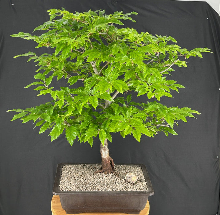 Dwarf European Beech Bonsai Tree-(Fagus sylvatica 'Sandrode')