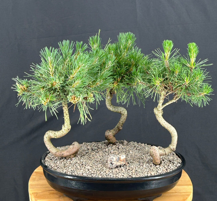 Twisty Mugo Pine Three (3) Tree Forest Group-(pinus mugo 'twisty')
