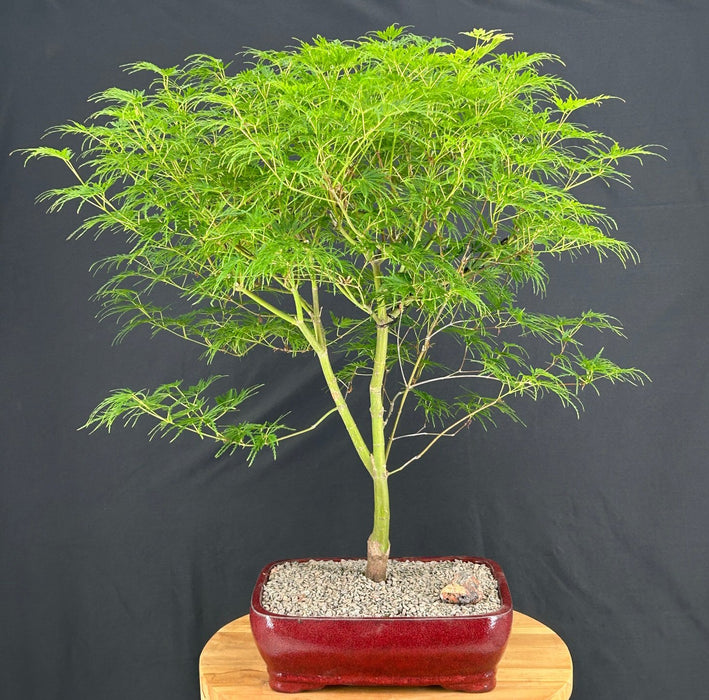 Green Dragon Japanese Maple Bonsai Tree (Acer palmatum var. dissectum 'Seiryu')