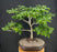 Dwarf European Beech Bonsai Tree-(Fagus sylvatica 'Sandrode')