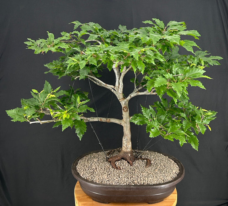 Dwarf European Beech Bonsai Tree-(Fagus sylvatica 'Sandrode')
