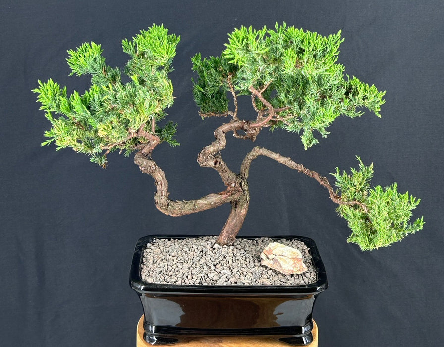 Juniper Bonsai Tree - Trained -(juniper procumbens nana)