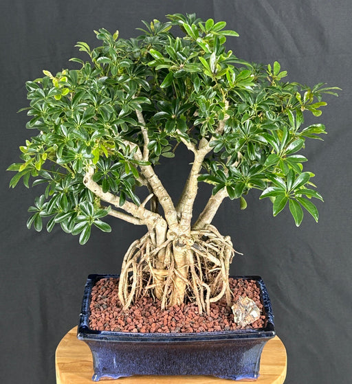 Hawaiian Umbrella Bonsai Tree-Banyan Style-(arboricola schefflera 'luseanne')