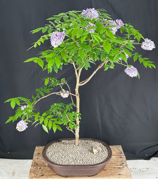 Trained Flowering Japanese Wisteria Bonsai Tree-(wisteria floribunda)