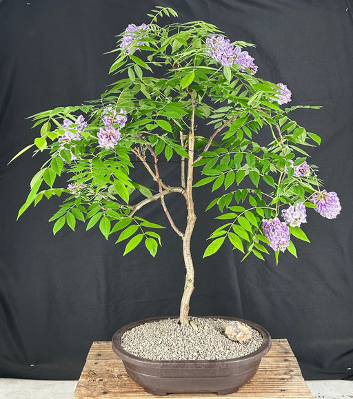 Trained Flowering Japanese Wisteria Bonsai Tree-(wisteria floribunda)