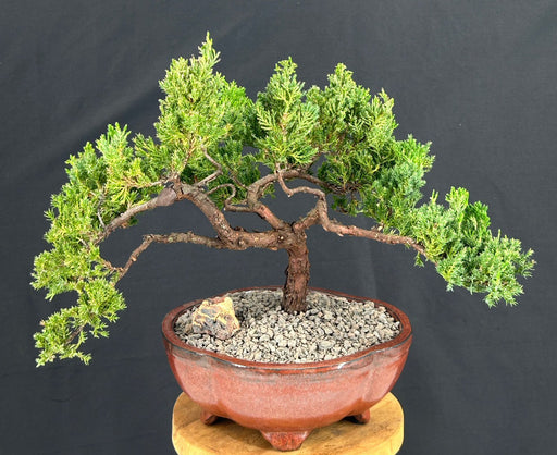 Juniper Bonsai Tree - Trained -(juniper procumbens nana)