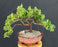 Juniper Bonsai Tree - Trained -(juniper procumbens nana)