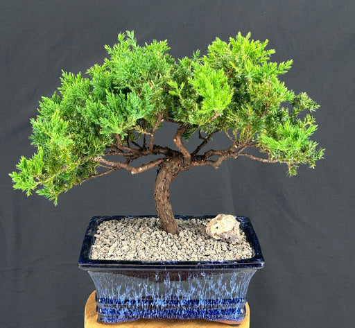 Juniper Bonsai Tree - Trained -(juniper procumbens nana)