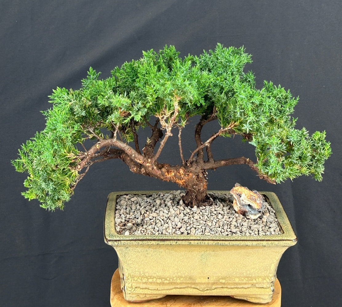 Juniper Bonsai Tree - Trained -(juniper procumbens nana)