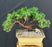 Juniper Bonsai Tree - Trained -(juniper procumbens nana)