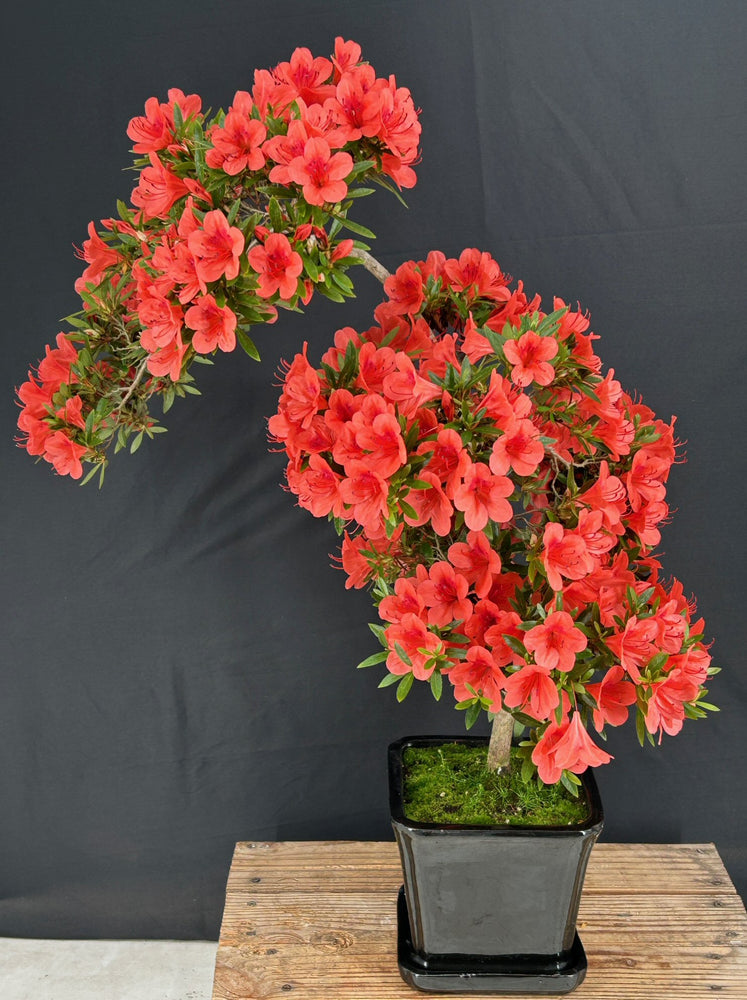 Flowering Chinzan Azalea Bonsai Tree-(azalea satsuki 'chinzan')