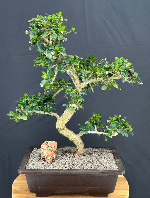 Flowering Fukien Tea Bonsai Tree-Curved Trunk & Tiered Branching-(ehretia microphylla)