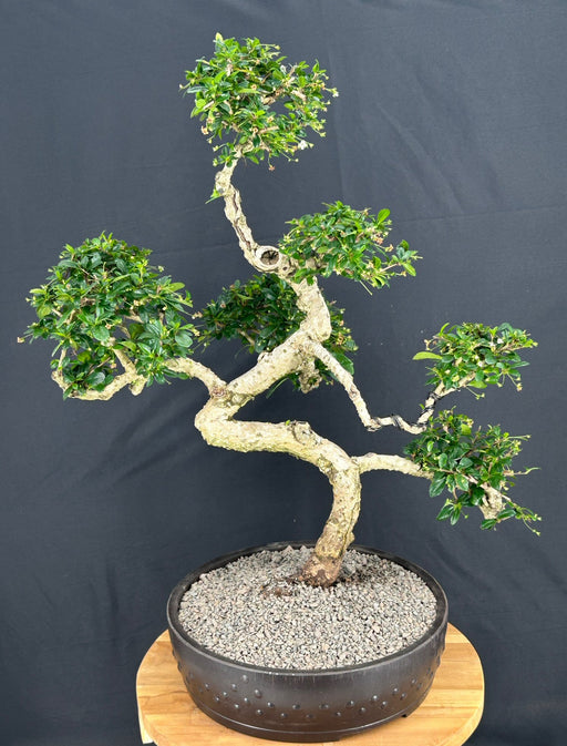 Flowering Fukien Tea Bonsai Tree-Curved Trunk & Tiered Branching-(ehretia microphylla)