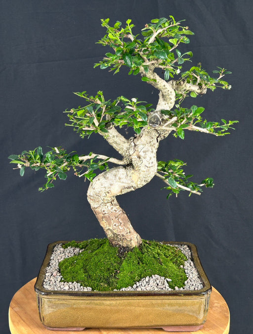 Flowering Fukien Tea Bonsai Tree-Curved Trunk & Tiered Branching-(ehretia microphylla)