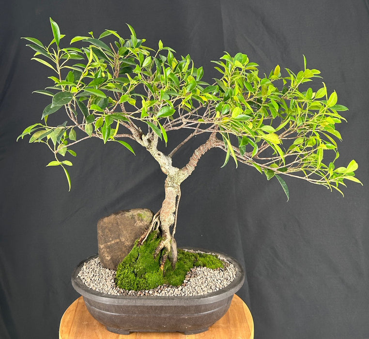 Ficus Retusa Bonsai Tree-Root over Rock Style -(ficus retusa)