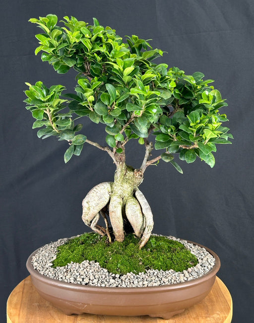 Ginseng Ficus Bonsai Tree-(ficus retusa)