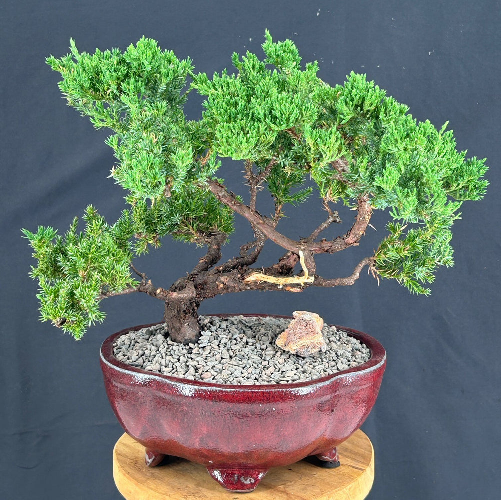 Juniper Bonsai Tree - Trained in Jin Style-(juniper procumbens nana)