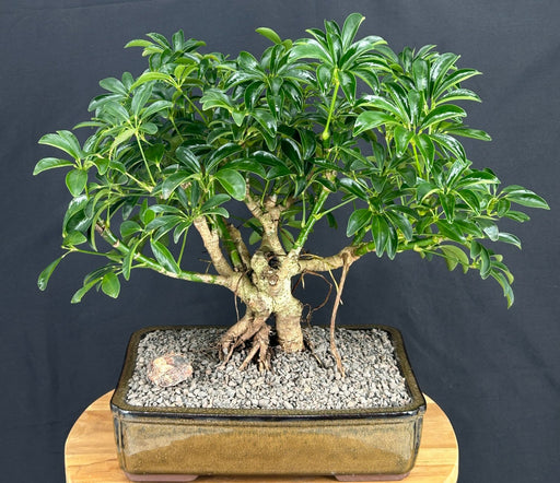 Hawaiian Umbrella Bonsai Tree-Banyan Style-(arboricola schefflera 'luseanne')